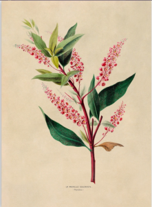 a drawn print of the pokeberry plant