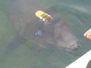 Harbor porpoise wearing a D-tag on its back