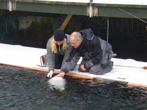 Professor Werth (right) and trainer teaching a porpoise to roll over and accept a tag on its throat