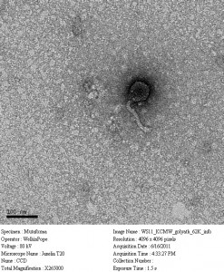Electron micrograph of "Golyath", a bacteriophage isolated from the James Madison University collection as part of the Science Education Alliance course