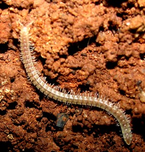 A photo of the new millipede species from Brazil