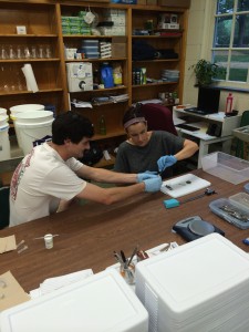 Davis Carter '15 with Dr. Goodman working on the effects of ranavirus on turtles
