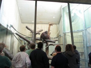 H-SC students commune with a National Zoo orangutan