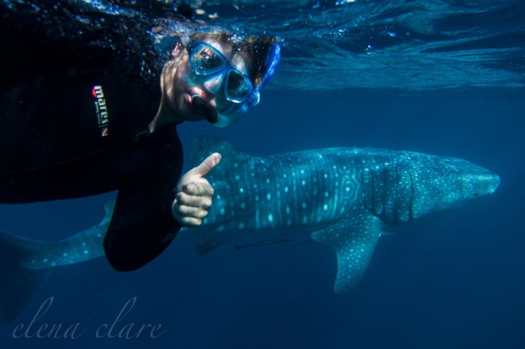 Me swimming with a 14-foot whale shark at Ningaloo reef.