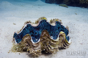 Giant clam from Nigaloo Reef