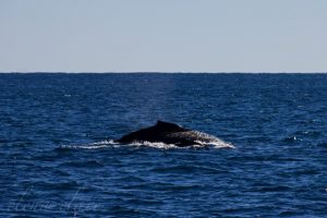 A Humpback whale and her calf seen while on a boat tour in Ningaloo.