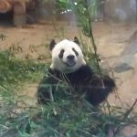 Giant panda at Ueno Zoo.