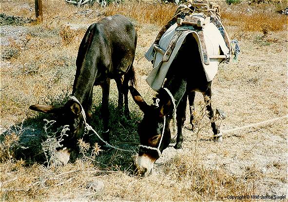 Donkeys, Santorini