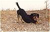 Official Sounion site dog