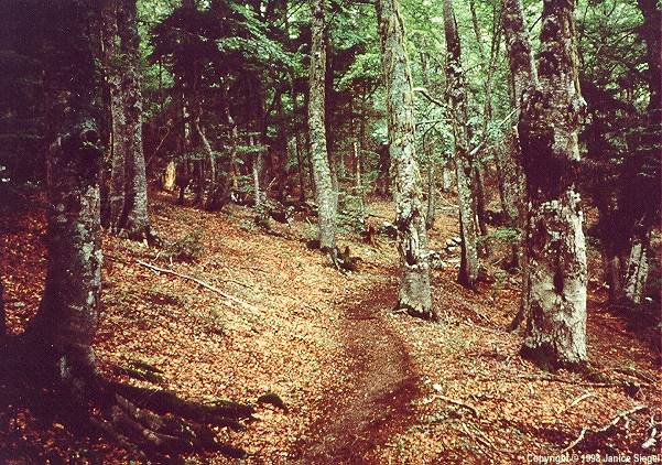 Mt. Olympos climb