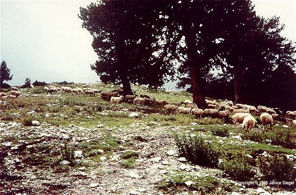 Mt. Olympos climb